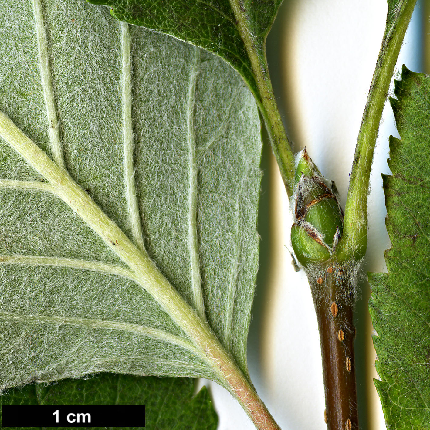 High resolution image: Family: Rosaceae - Genus: Sorbus - Taxon: anglica High resolution image: Family: Rosaceae - Genus: Sorbus - Taxon: anglica